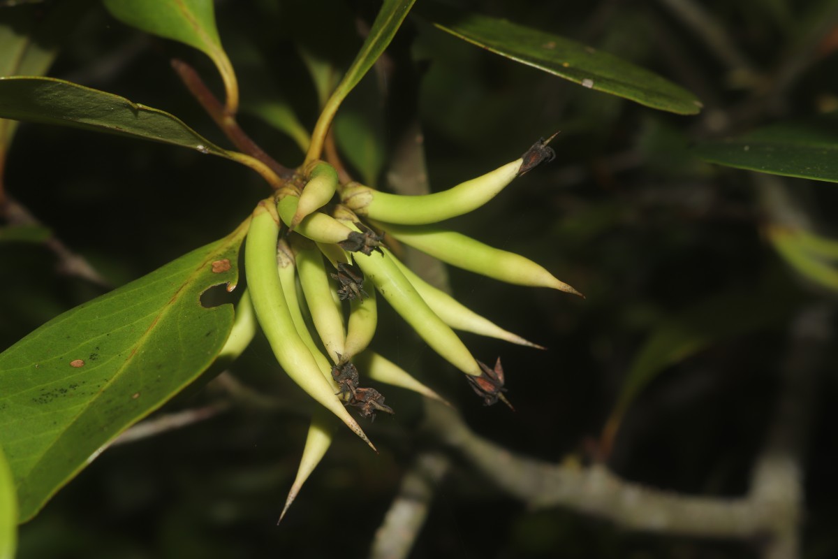 Aegiceras corniculatum (L.) Blanco